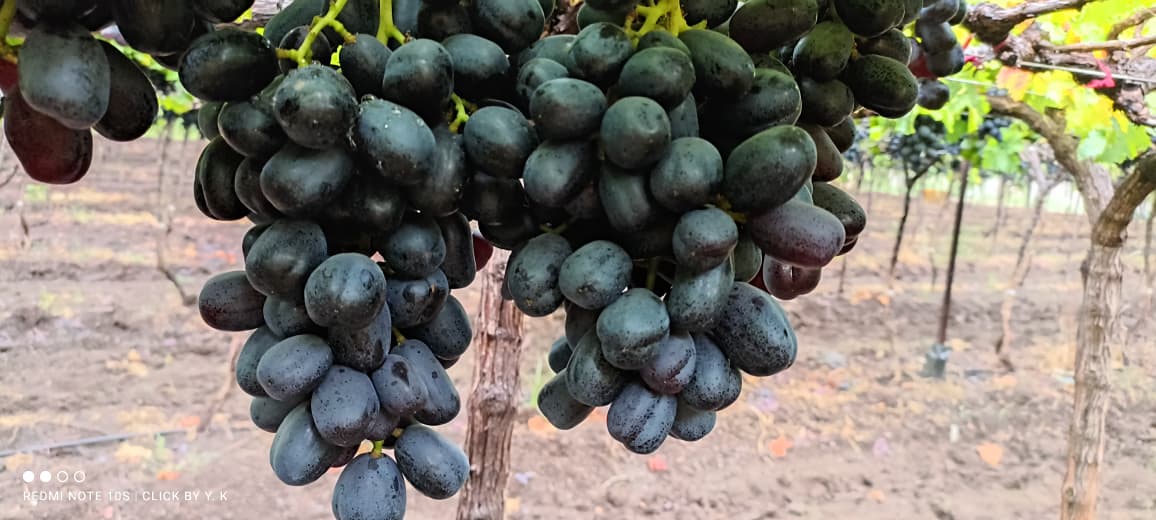 Organic Grapes